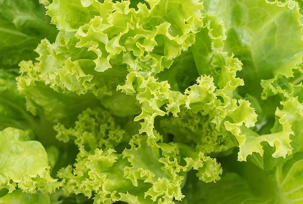 COMO LAVAR Y PICAR LECHUGA